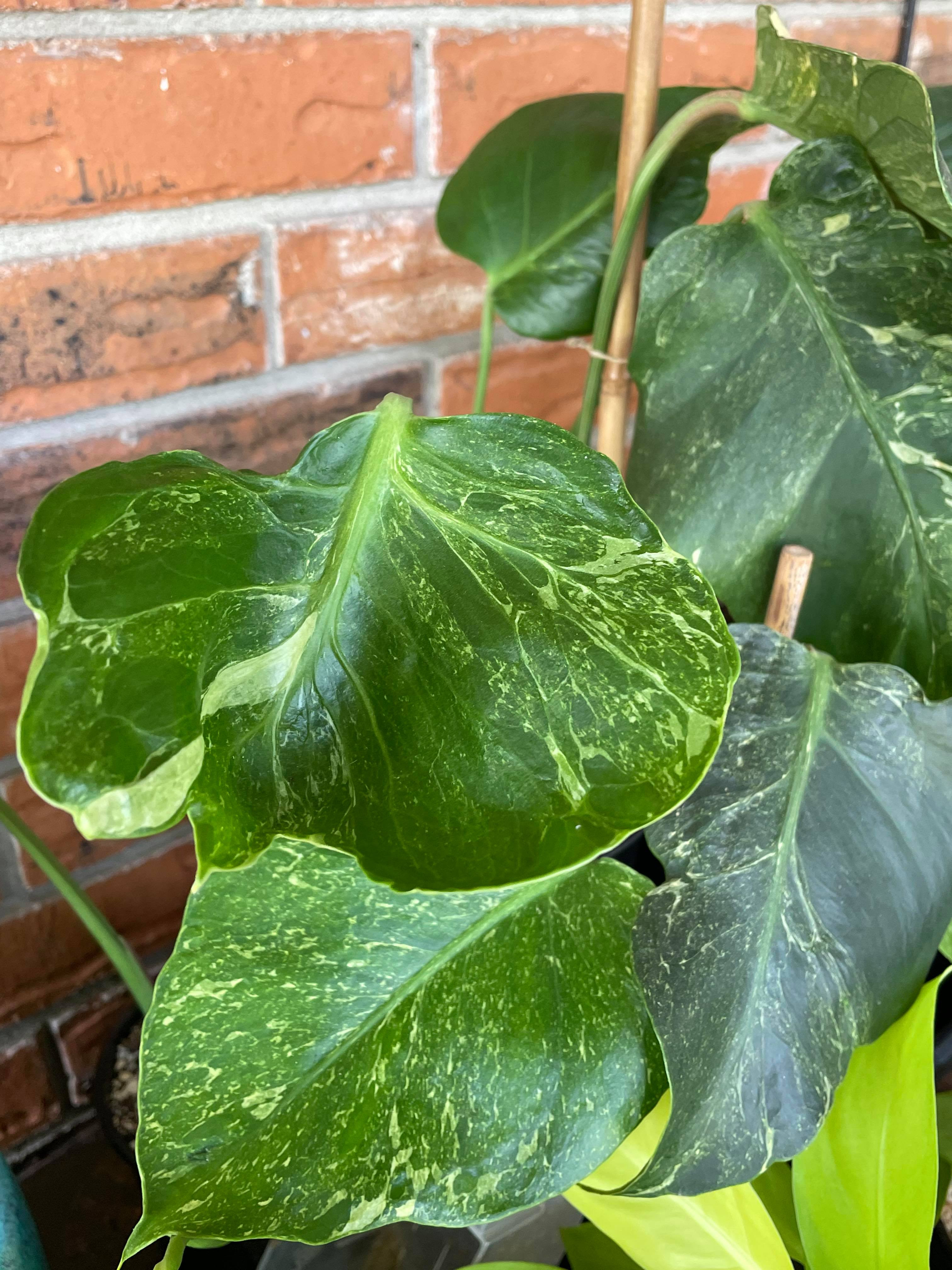Monstera deliciosa 'Oceana'